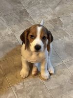 Beagle Puppies for sale in Riverside, CA 92509, USA. price: $700