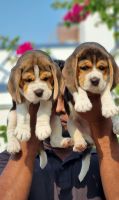 Beagle Puppies for sale in Chennai, Tamil Nadu, India. price: NA