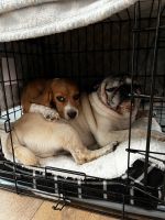Beagle Puppies for sale in Rancho Cordova, CA, USA. price: $300