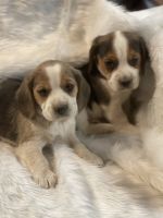 Beagle Puppies for sale in Colorado Springs, CO, USA. price: $750