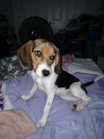Beagle Puppies for sale in Anderson, IN, USA. price: $150