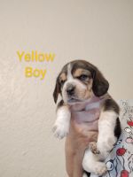 Beagle Puppies for sale in Cocoa, FL, USA. price: $1,200