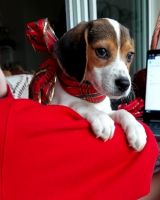 Beagle Puppies for sale in Green Cove Springs, FL 32043, USA. price: $750