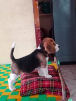 Beagle Puppies for sale in Chennai, Tamil Nadu, India. price: 8,000 INR