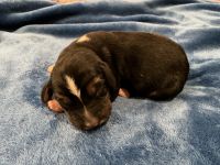 Beagle Puppies for sale in Greenwood, AR 72936, USA. price: $400