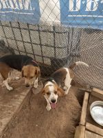 Beagle Puppies for sale in Odessa, TX 79764, USA. price: $200