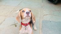 Beagle Puppies for sale in Shamshabad, Telangana. price: 10,000 INR