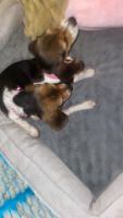 Beagle Puppies for sale in Brooksville, Florida. price: NA