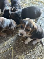 Beagle Puppies for sale in Madison, South Dakota. price: $200