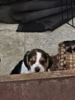 Beagle Puppies for sale in Frenchtown, MT, USA. price: $600