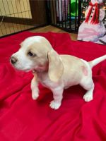 Beagle Puppies for sale in Parkersburg, West Virginia. price: $400