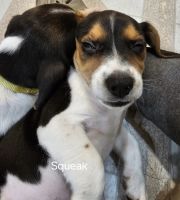 Beagle Puppies for sale in Spring Valley, MN 55975, USA. price: $35,000