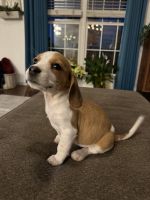 Beagle Puppies for sale in Ada, Oklahoma. price: $500