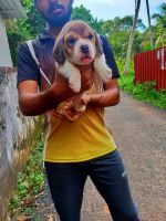 Beagle Puppies for sale in Chennai, Tamil Nadu. price: 8,500 INR