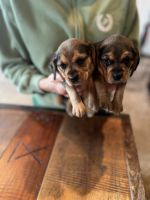 Beagle Puppies for sale in Ocklawaha, Florida. price: $500