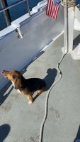 Beagle Puppies for sale in Brick, New Jersey. price: $3,000