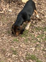 Beagle Puppies for sale in Greensboro, North Carolina. price: $150