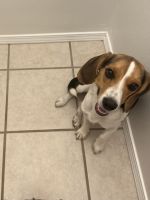Beagle Puppies for sale in Roswell, New Mexico. price: $300