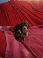 Beagle Puppies for sale in Caledonia, MN 55921, USA. price: $650