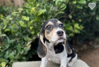 Beagle Puppies for sale in Whittier, California. price: NA