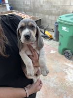 Beagle Puppies for sale in Baldwin Park, California. price: $700