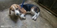 Beagle Puppies for sale in Bangalore, Karnataka. price: 30,000 INR