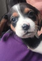 Beagle Puppies for sale in Port Huron, Michigan. price: $325