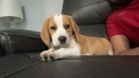 Beagle Puppies for sale in Chicago, Illinois. price: NA