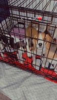 Beagle Puppies for sale in Columbia, Maryland. price: $300
