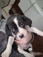Beagle Puppies for sale in Flat Rock, Alabama. price: $500