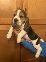 Beagle Puppies for sale in Riverside, CA 92509, USA. price: $600