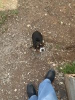 Beagle Puppies for sale in Lawton, Oklahoma. price: $350