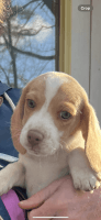 Beagle Puppies for sale in Groveland, Massachusetts. price: $1,800