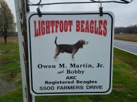 Beagle Puppies for sale in New Kent, Virginia. price: $30,000