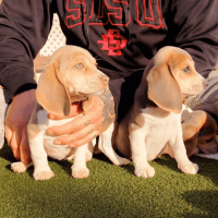 Beagle Puppies for sale in San Diego, California. price: $500