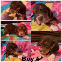 Beagle Puppies for sale in Bartow, FL, USA. price: NA