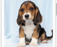Beagle Puppies for sale in New Fairfield, CT 06812, USA. price: NA