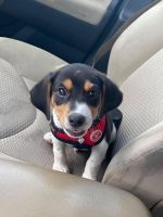 Beagle Puppies for sale in Metairie, LA, USA. price: NA