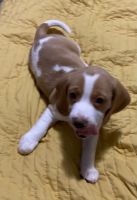 Beagle Puppies for sale in Miami, FL, USA. price: NA