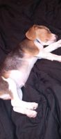 Beagle Puppies for sale in New Britain, CT, USA. price: NA