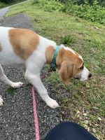 Beagle Puppies for sale in Lynchburg, VA, USA. price: NA