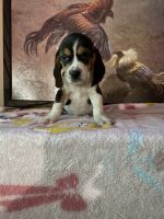 Beagle Puppies for sale in Winton, CA 95388, USA. price: NA