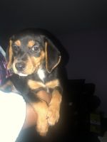 Beagle Puppies for sale in Greenbelt, MD, USA. price: NA