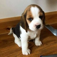 Beagle Puppies for sale in 3926 Eastland Lake Dr, Richmond, TX 77406, USA. price: NA