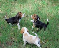 Beagle Puppies for sale in Atlanta, GA, USA. price: NA