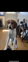 Beagle Puppies for sale in Naugatuck, CT 06770, USA. price: NA