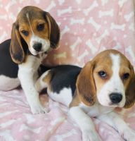 Beagle Puppies for sale in Charlotte, NC, USA. price: NA