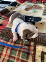 Beagle Puppies for sale in Britton, MI 49229, USA. price: NA