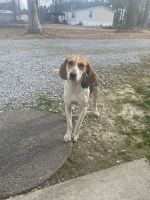 Beagle-Harrier Puppies for sale in Freeman, VA 23856, USA. price: NA
