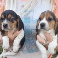 Beagle-Harrier Puppies for sale in Old Town, FL 32680, USA. price: $250
